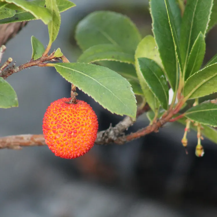 Strawberry tree