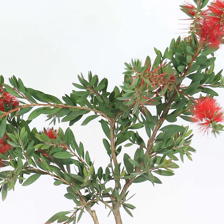 Callistemon