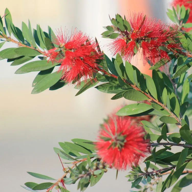 Callistemon