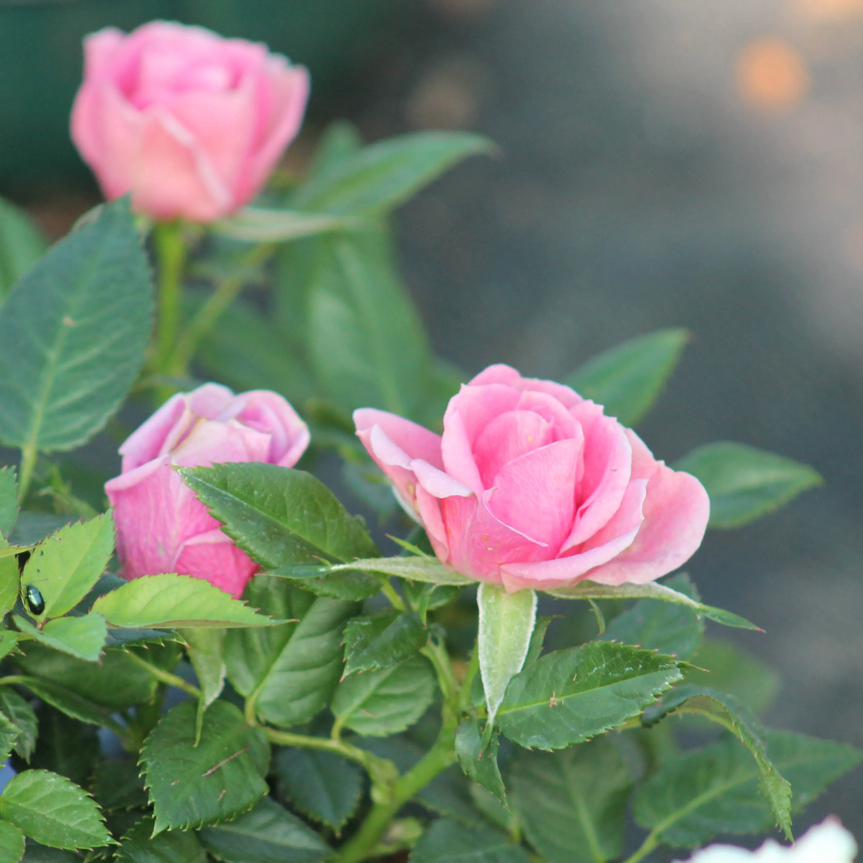 Mini rose in a pot