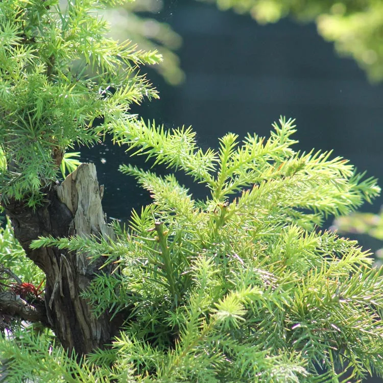 Cryptomeria