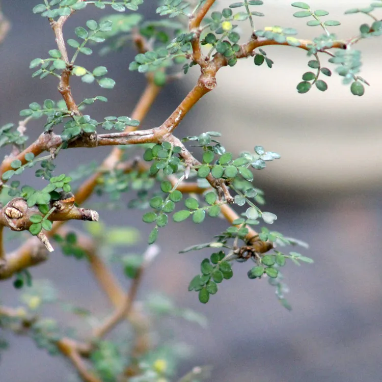 Sophora Japonica