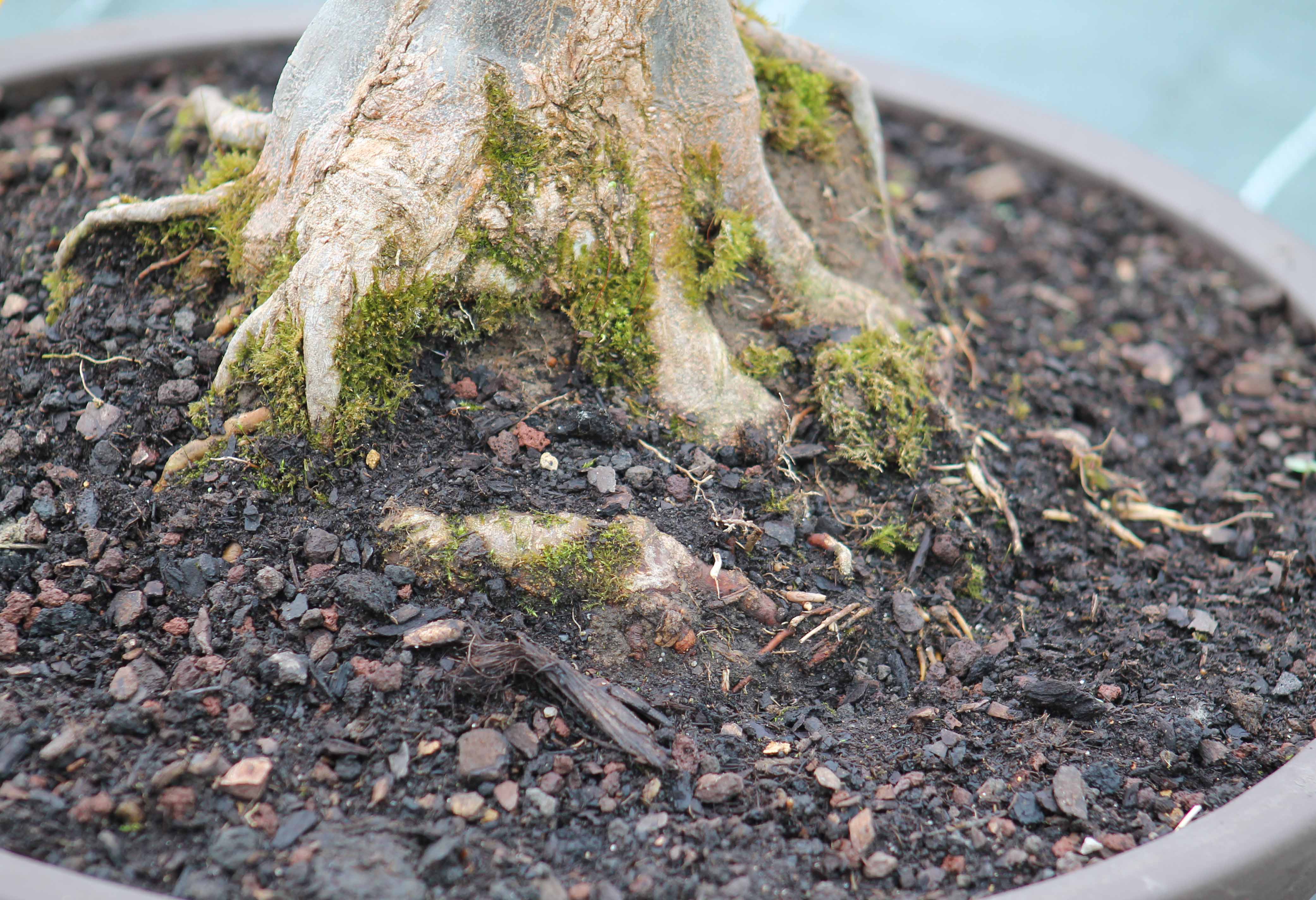 Tout savoir sur le rempotage d'un bonsai - Pepinière Bonsai Galinou