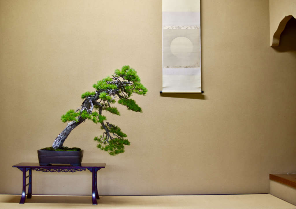 Magnifique pin en bonsai au Japon