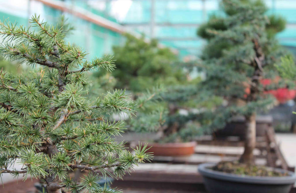 Kiryu, substrat japonais pour le rempotage des bonsai conifères