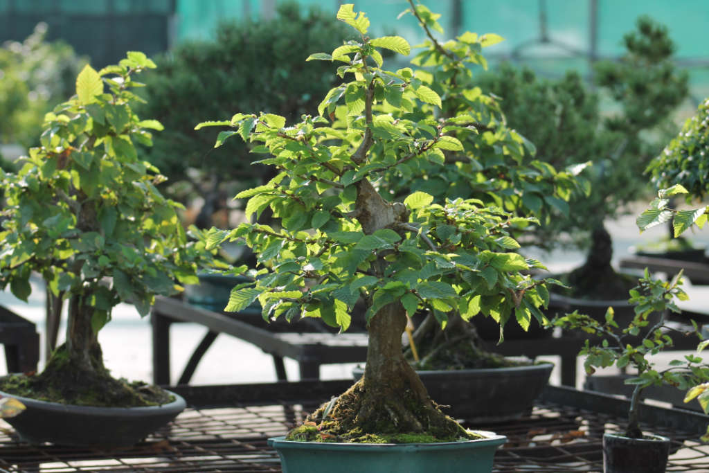 Gros charmes bonsai en vente à la pépinière