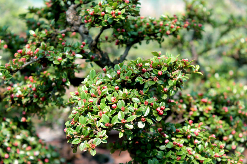 Le cotoneaster est un petit arbuste pestistant idéal en bonsai
