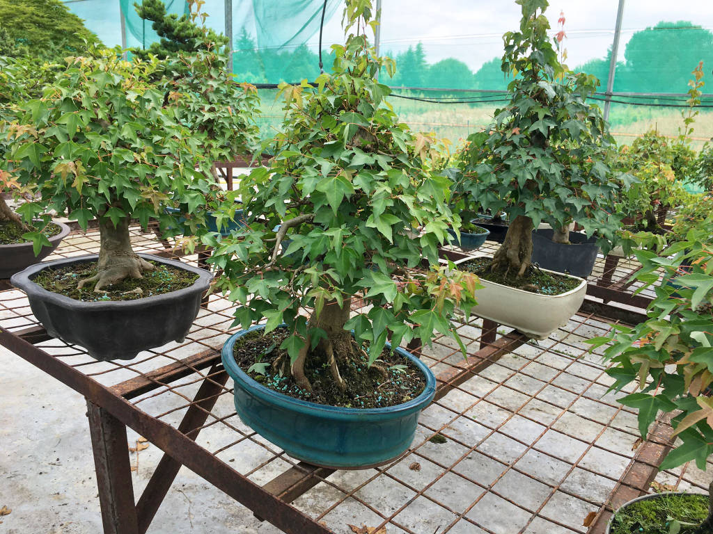 Erables de Burger bonsai cultivés depuis 20 ans en bonsai