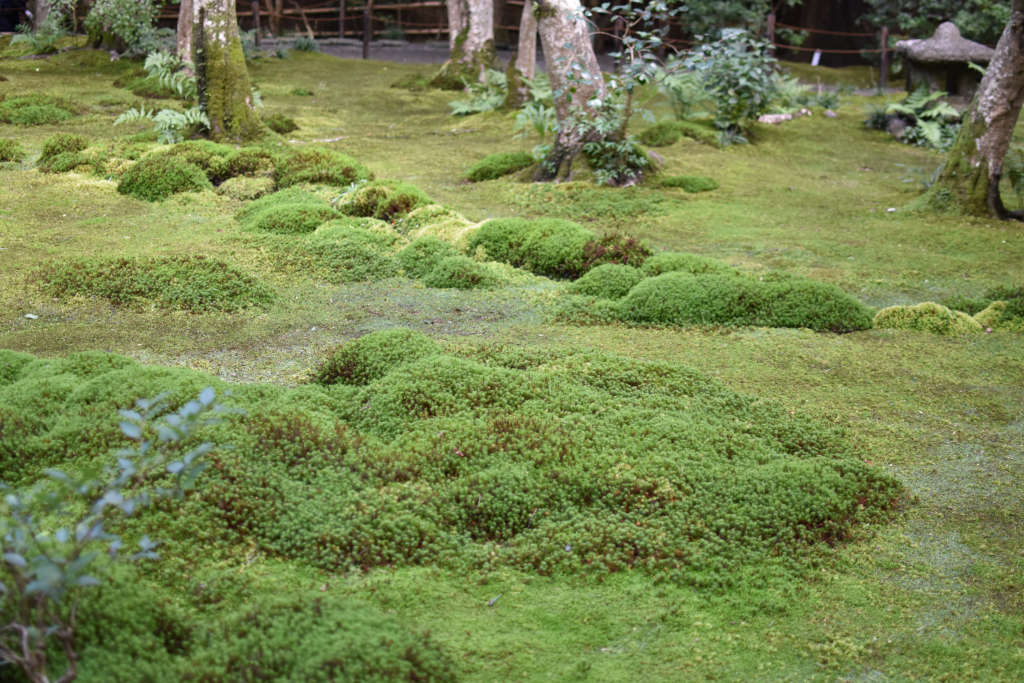 Sol recouvert de différentes mousses dans un jardin au Japon