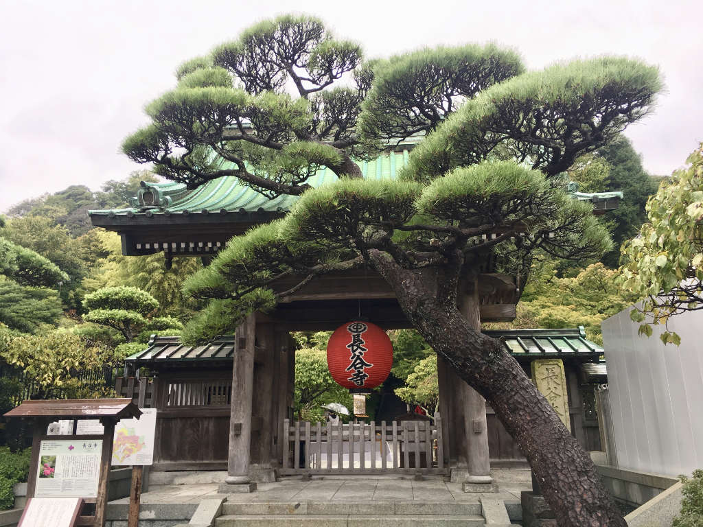 Grand pin taillé en niwaki, à l'entrée d'un temple bouddhiste au Japon