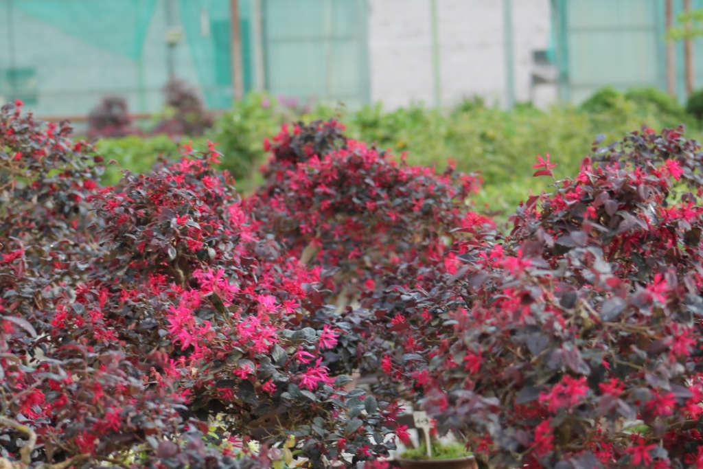 Le loropetalum bonsai : fiche d’entretien pratique