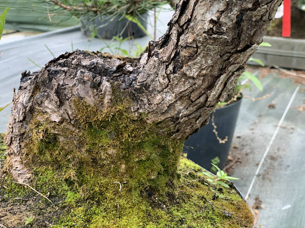 Magnifique écorce sur un pin thunbergii