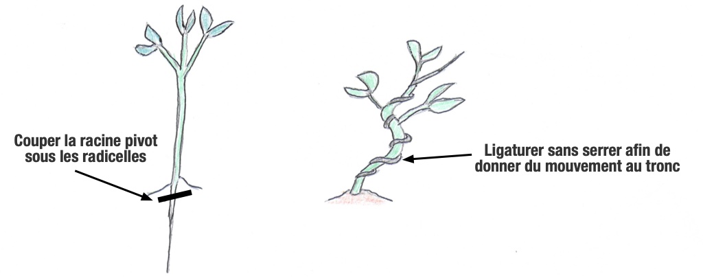 Taille du pivot et première mise en forme du tronc du futur bonsai