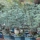 Le cèdre en bonsai, guide d’entretien