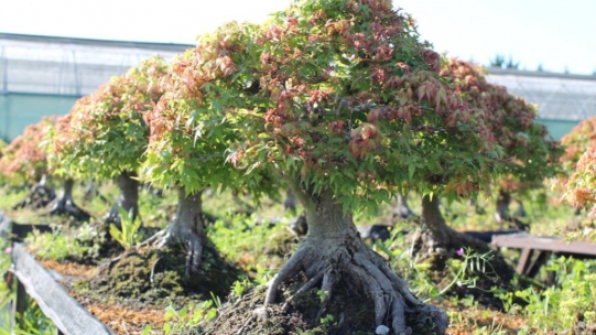 Printemps et réveil de la pépinière bonsai