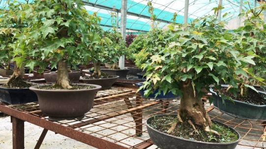 Erable de Burger en bonsaï (Acer Buergerianum)