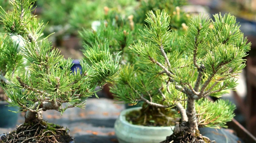 Pin mugo bonsai : le guide complet