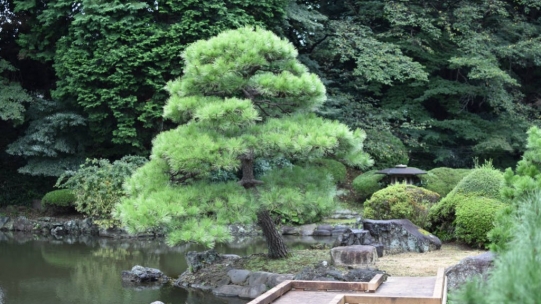 Niwaki, les arbres de jardin taillés à la japonaise