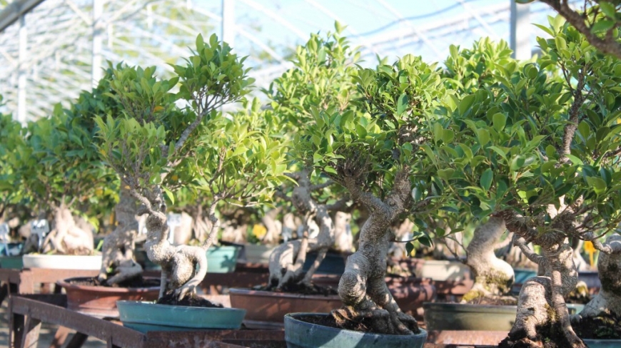 Ficus en bonsai : le guide complet