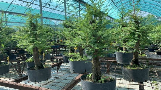 Le métaséquoia en bonsaï : guide complet