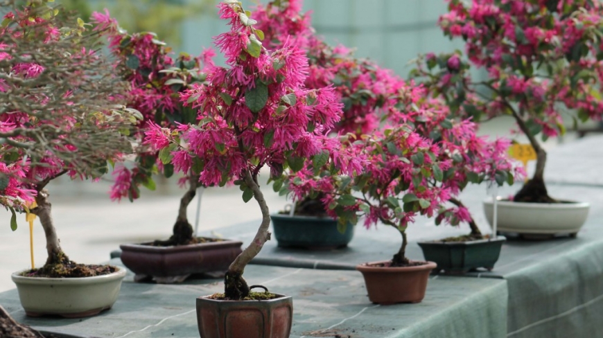 Le loropetalum bonsai : fiche d’entretien pratique