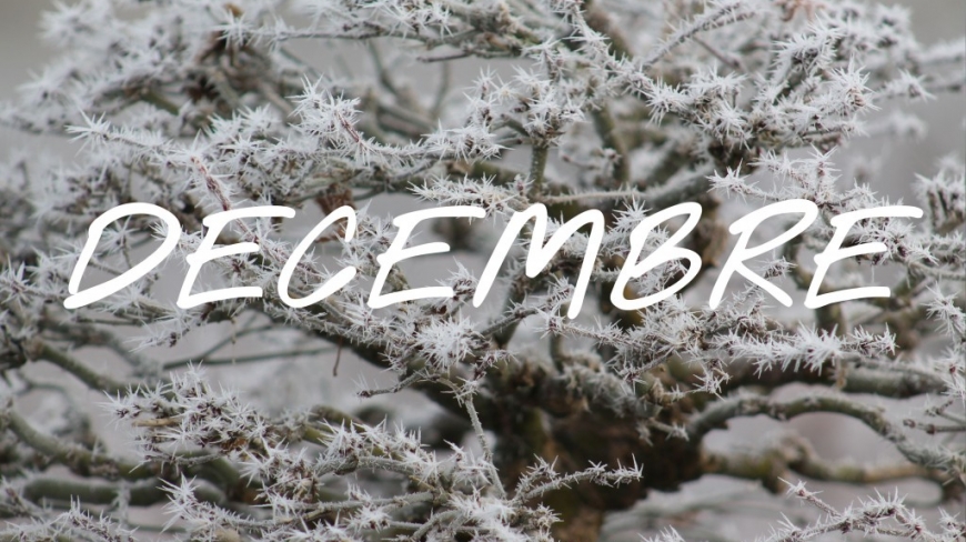 Que faire sur nos arbres en Decembre?