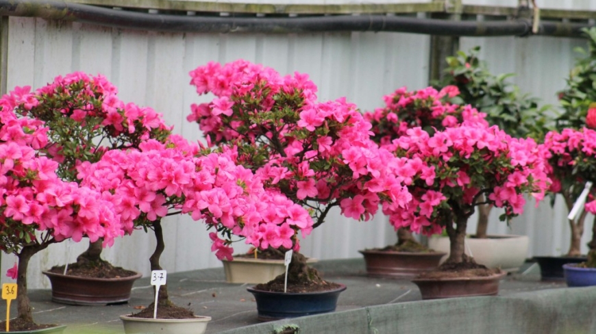 L'Azalée en bonsaï : Cultivez l'élégance florale dans votre jardin