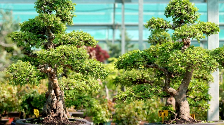 Orme de Chine bonsai : le guide complet