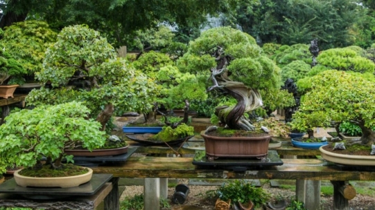 Comment commencer une collection de bonsaï ?